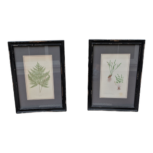 Botanical Fern Book Plates Framed- A Pair