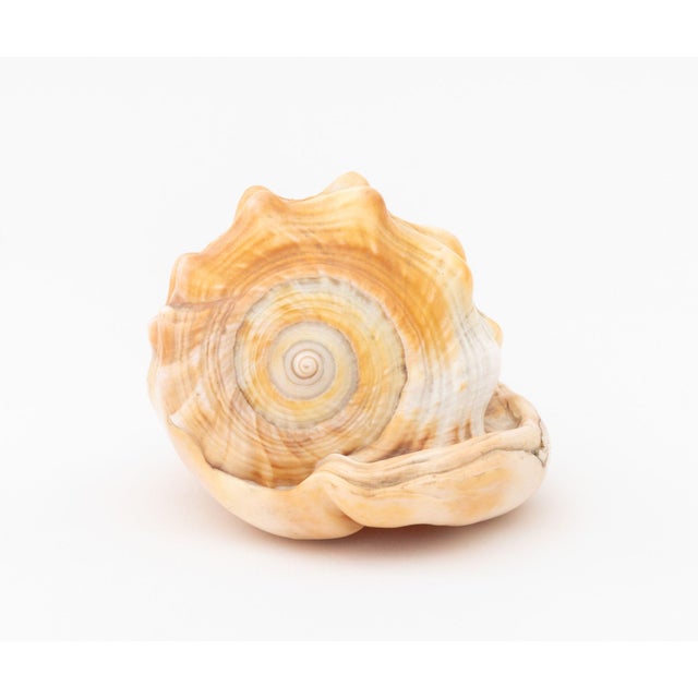 Victorian Cameo Carved Conch Shell, 19th C. For Sale In New York - Image 6 of 8