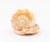 Victorian Cameo Carved Conch Shell, 19th C. For Sale In New York - Image 6 of 8