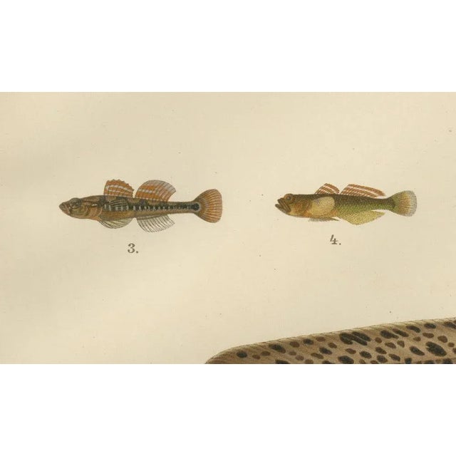 Spotted Wolffish and Broadhead Wolffish and Gobies, 1895, Paper For Sale - Image 3 of 10