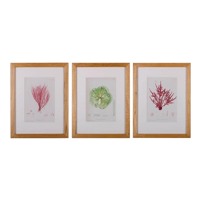 Bradbury Seaweed Prints in Hand-Crafted Frames - Set of 3 For Sale