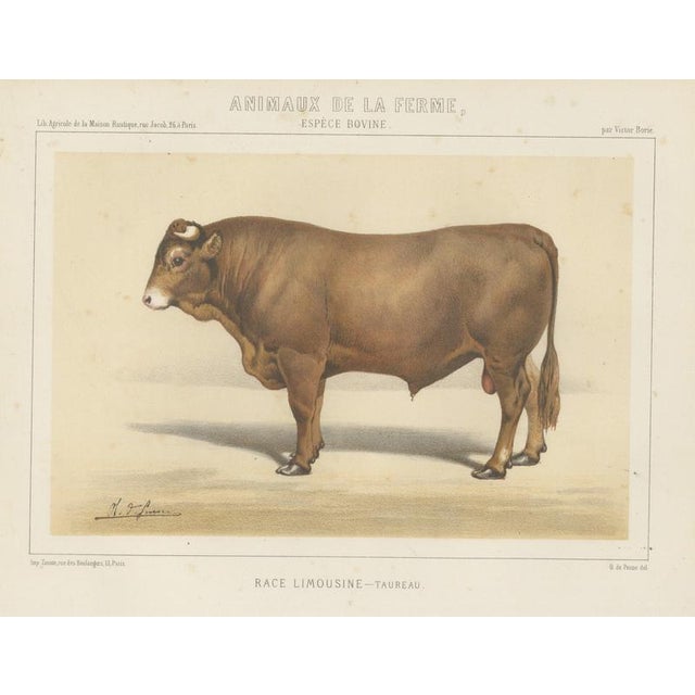 Borie, Limousin Bull, French Cattle Breed, 1863, Chromolithograph For Sale - Image 9 of 9