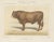 Borie, Limousin Bull, French Cattle Breed, 1863, Chromolithograph For Sale - Image 9 of 9