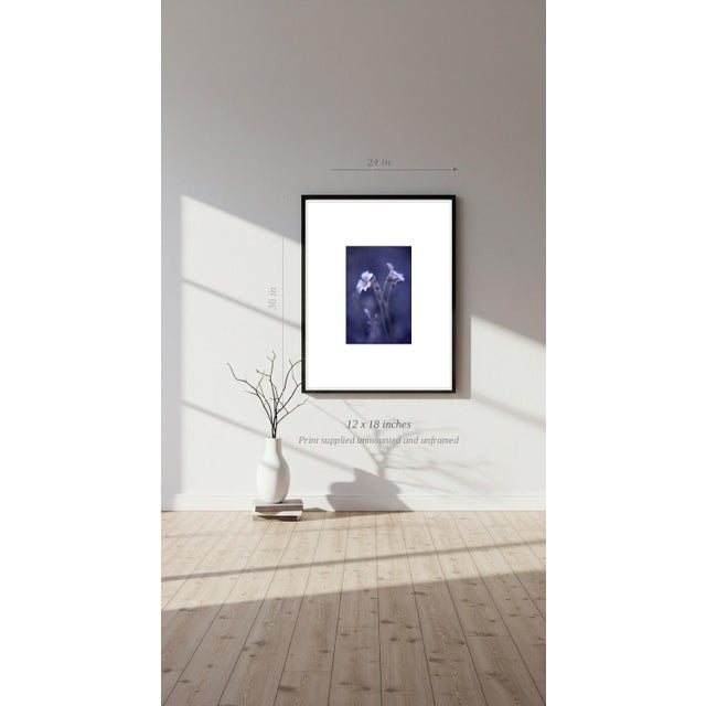 Paul Cooklin, Woodruff, Gallium Odoratum, Edition of 50 For Sale - Image 6 of 7