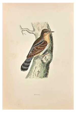Alexander Francis Lydon, Wryneck, Woodcut Print, 1870