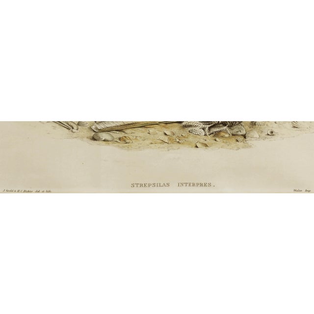 John Gould Turnstone "Strepsilas Interpres" Naturalistic Lithograph Circa 1840-1869 For Sale In Monterey, CA - Image 6 of 6