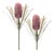 Protea Floral Stem (Set of 2) For Sale