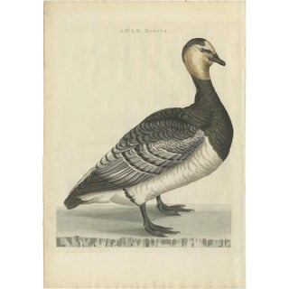 Sepp & Nozeman, Barnacle Goose, 1797, Paper For Sale
