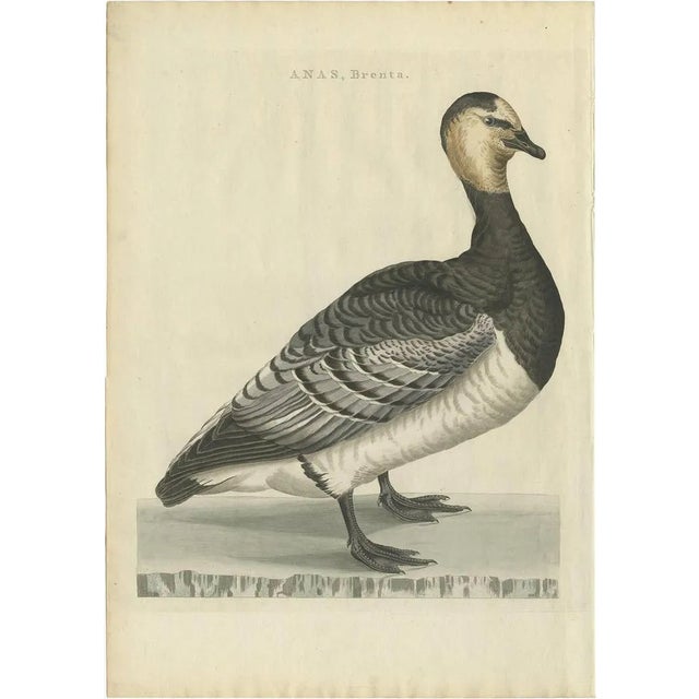 Sepp & Nozeman, Barnacle Goose, 1797, Paper For Sale