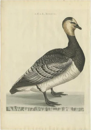 Sepp & Nozeman, Barnacle Goose, 1797, Paper