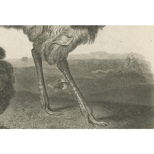 Early 19th Century After Sydenham Edwards, Extinct Dodo and an Ostrich, 1805, Copperplate Engraving For Sale - Image 5 of 10