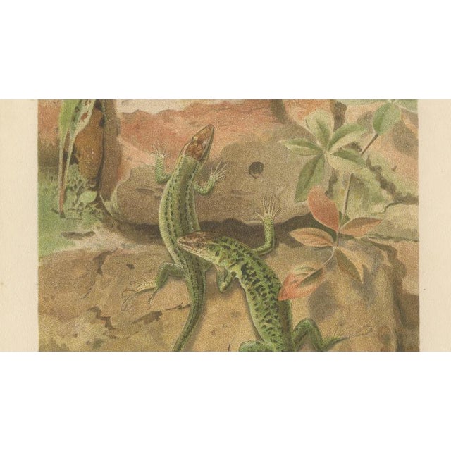 P.J. Smit, Wall Lizards, 1895, Color Lithograph For Sale - Image 6 of 9