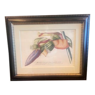 Mid 18th Century Banana Tree Botanical Print - Plantae Selectae Plate 22 For Sale