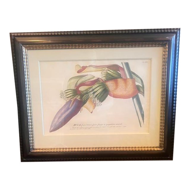 Mid 18th Century Banana Tree Botanical Print - Plantae Selectae Plate 22 For Sale