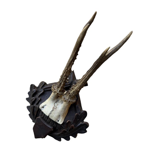 Cabin Roe Deer Trophy 173 Black Forest Antlers Mount For Sale - Image 3 of 5