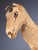 Antique Horse Covered in Genuine Horse Hide with Glass Eyes, 1890 For Sale - Image 9 of 16