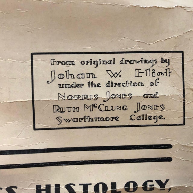 Beige Mid 20th Century Educational Botanical Spirogyra Biology Chart by New York Scientific Supply Co. For Sale - Image 8 of 12