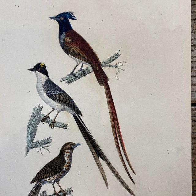 French French Antique 18th Century Bird Engraving Hand Colored Signed Artwork For Sale - Image 3 of 11