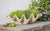 A cast stone planter in the shape of a clam shell, with a Verde finish. This listing is for the planter only. No plants...