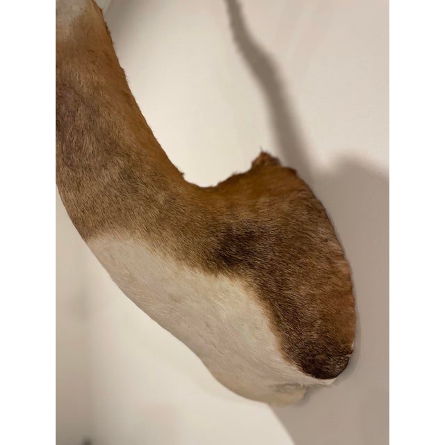 Brown Vintage African Gazelle Shoulder Mount Taxidermy With Horns For Sale - Image 8 of 12