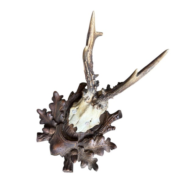 Roe deer trophy on wood plaque with acorns and oak leaves.