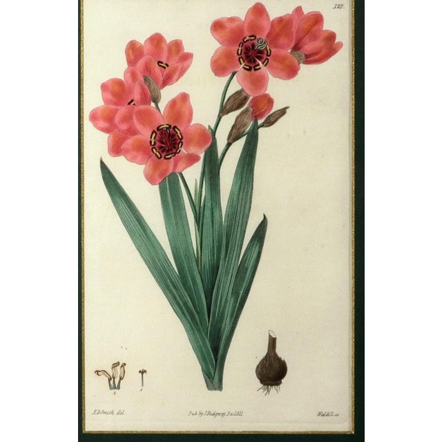 Botanical Hand-Colored Copperplate Engraving of Heart-Leaved Lychnidea and Streptanthera Cuprea by Edward Dalton Smith For Sale - Image 9 of 15