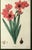 Botanical Hand-Colored Copperplate Engraving of Heart-Leaved Lychnidea and Streptanthera Cuprea by Edward Dalton Smith For Sale - Image 9 of 15