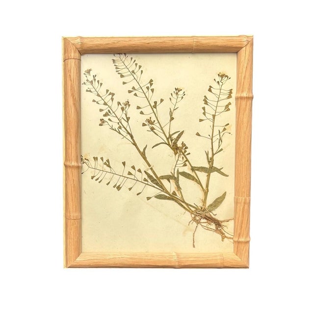 1893 Herbarium Botanical Specimens, Set of 12 For Sale - Image 13 of 17