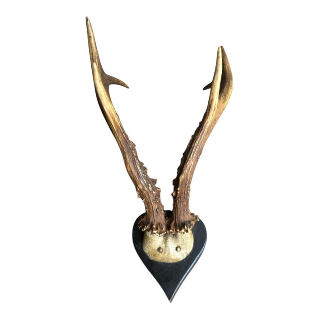 Early 1900s Roe Deer Trophy Rd130 Black Forest Antlers For Sale