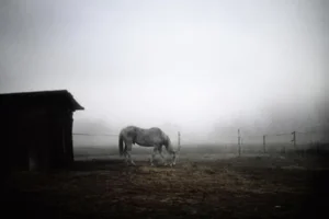 Polaroid Horse by Andrea Buzzichelli Print, 12" x 18"