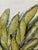 Ears of Corn Acrylic on Canvas Painting, Unsigned For Sale - Image 9 of 12
