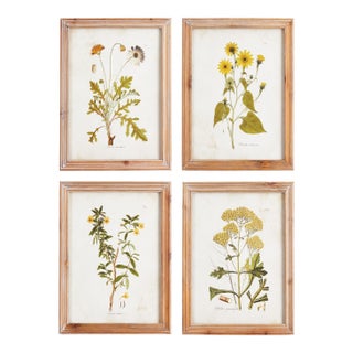 Golden Wildflower Study, Set Of 4 For Sale