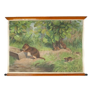 Canvas Print of Rodents After Antonio Vallardi For Sale