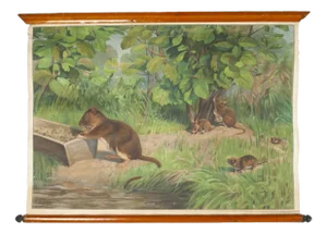 Canvas Print of Rodents After Antonio Vallardi