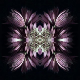 "Nocturnal No. 04" Contemporary Original Abstract Botanical Photograph by Erin Derby For Sale