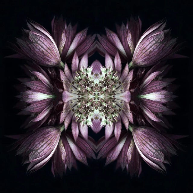 "Nocturnal No. 04" Contemporary Original Abstract Botanical Photograph by Erin Derby For Sale
