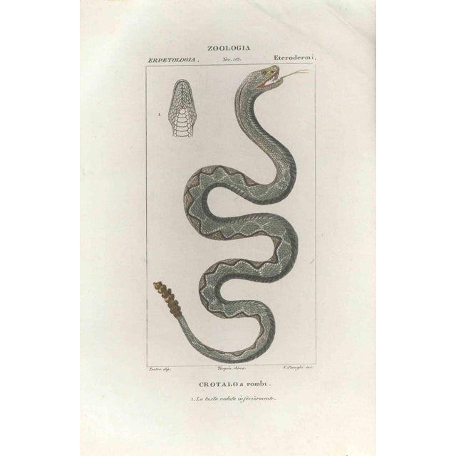 Pierre Jean François Turpin, Crotalo, Pit viper, Etching, 1831 For Sale - Image 3 of 3