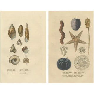 Sea Splendo, 1845, Paper, Set of 2 For Sale