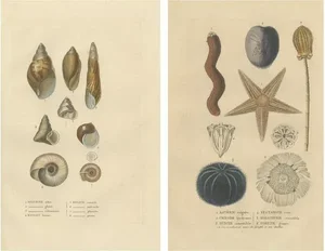 Sea Splendo, 1845, Paper, Set of 2
