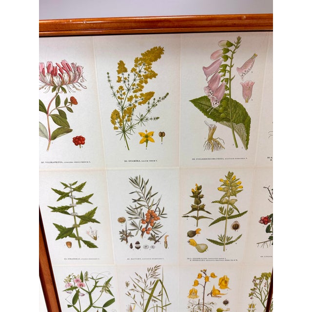 1940's Swedish Cabinet With Nordens Flora Illustrations For Sale - Image 9 of 12