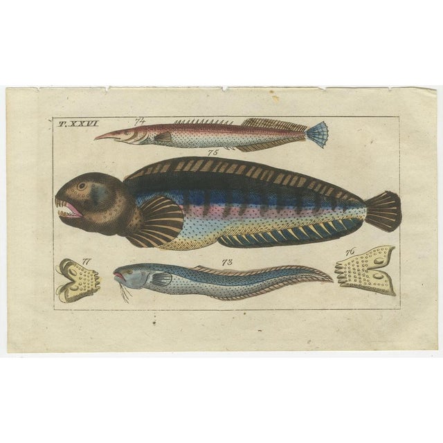 Early 19th Century Gottlieb Tobias Wilhelm, Snake Blenny, Lumpfish and Snipefish, 1832, Paper, Set of 4 For Sale - Image 5 of 6