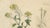 White & Black Mustard, 1831, Paper For Sale - Image 3 of 10