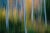 Mint Images, Blurred Motion, a Forest of Aspen Trees in Autumn, Abstract, Photographic Paper, in Flawless conditions....