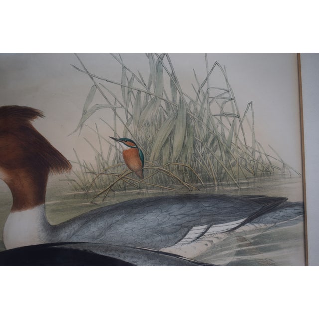 Mid 19th Century Hand-Colored C1862 Lithograph Pl. 315 Goosander From John Gould's "The Birds of Great Britain" For Sale - Image 5 of 6