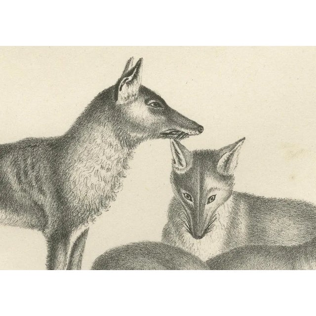 Foxes and Fennec Fox and Senegal Jackal in the Wild, 1836, Lithograph For Sale - Image 4 of 10