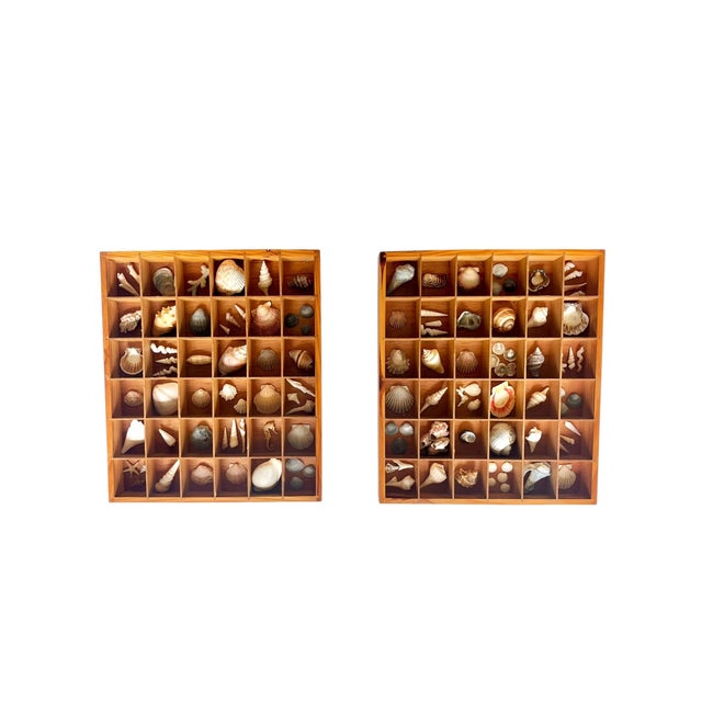 A charming pair of vintage shadow boxes showcasing meticulously arranged natural seashell collections. Each wooden display...