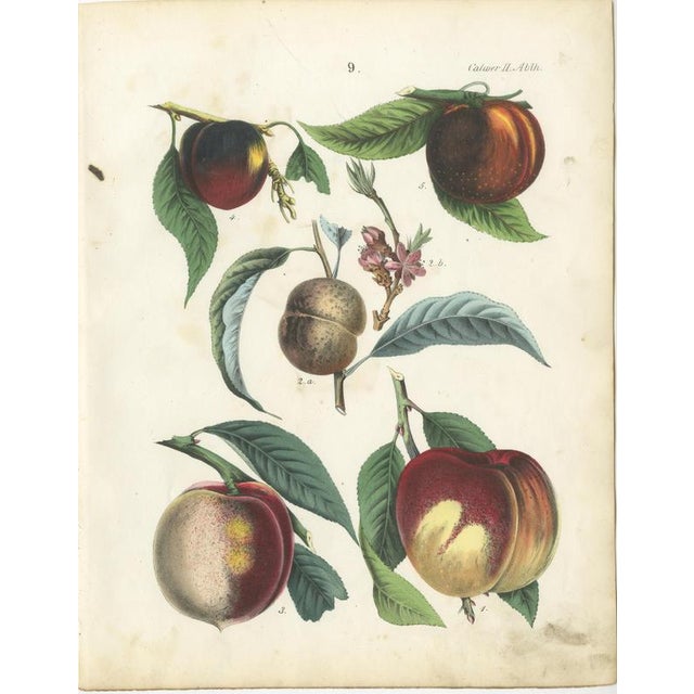 Dr. Calwer, Apples and Plums, 1854, Chromolithographs on Paper, Set of 6 For Sale - Image 6 of 9
