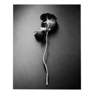 Ugne Pouwell, Black Rose, 2023, Photography For Sale