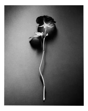 Ugne Pouwell, Black Rose, 2023, Photography