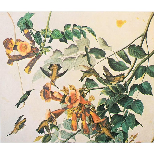 Farmhouse 1966 Vintage Cottage Print "Ruby-Throated Hummingbird" After John James Audubon For Sale - Image 3 of 7
